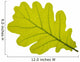 Oak oak leaf tree Wall Decal