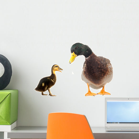 Ducks