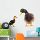 Ducks