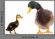 Ducks