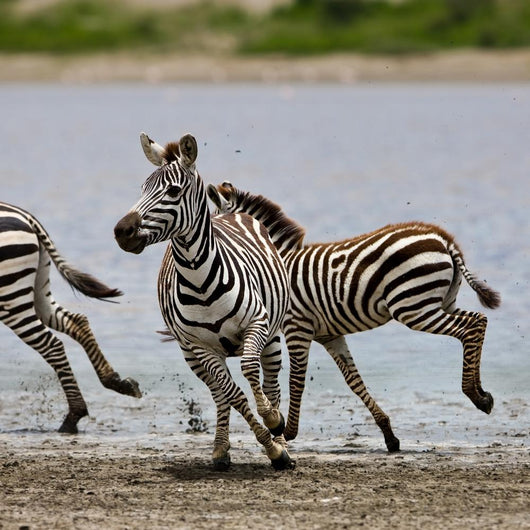 Zebras Serengeti National Park Wall Mural