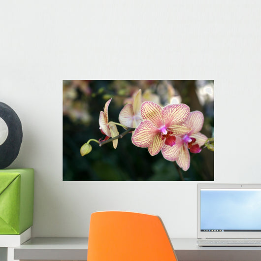 Orchids