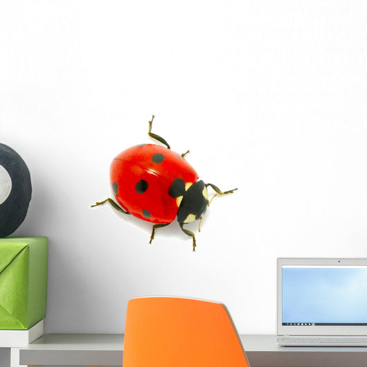 Ladybug