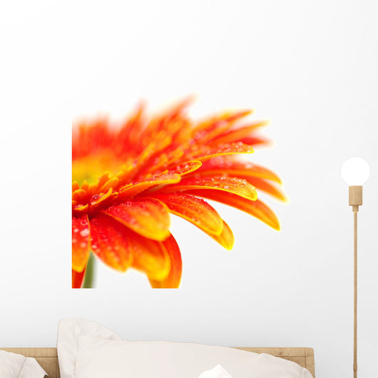 Orange Gerbera Wall Mural