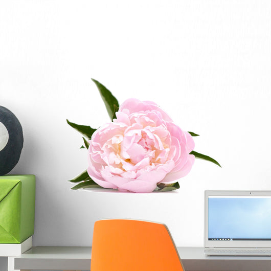 Pink Peony Flower