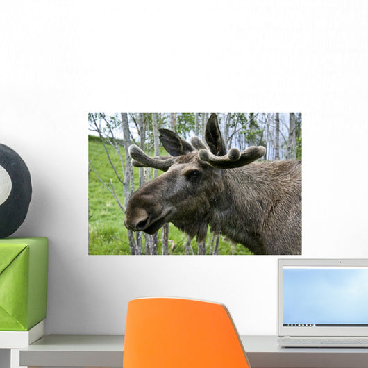 Moose Wall Mural