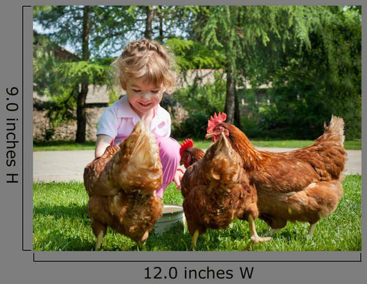 Girl Feeding Chickens
