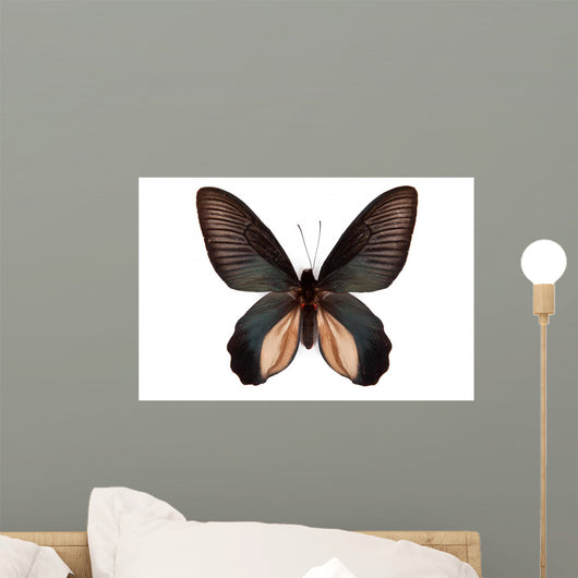 Black Butterfly Atrophaneura Dixoni Wall Decal