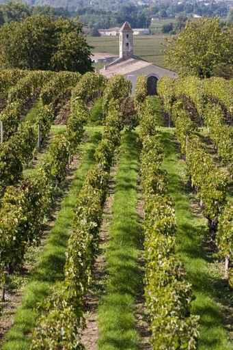 Dans La Vigne Wall Decal