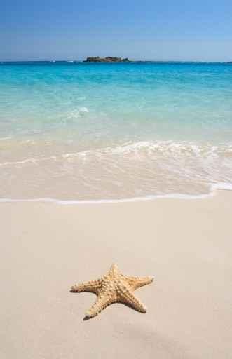 Starfish Beach Wall Decal Design 1