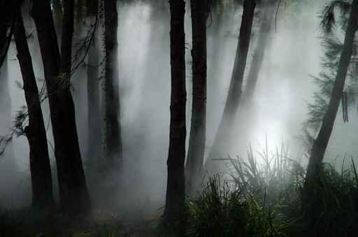 Forest Haze Wall Decal