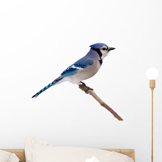 Blue Jay Wall Decal