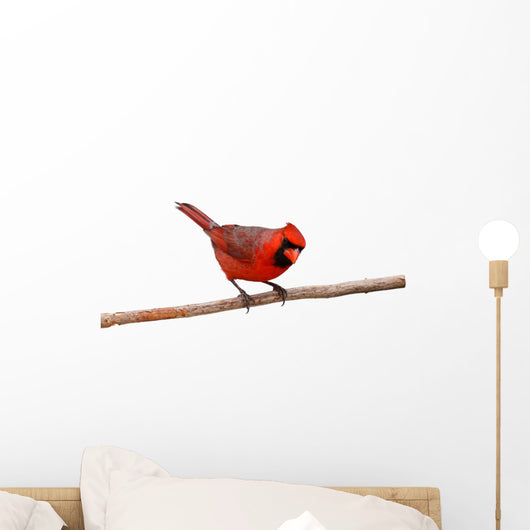 Bright Red Male Cardinal Wall Decal