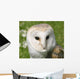 Wise Snowy Owl Wall Decal
