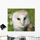 Wise Snowy Owl Wall Decal