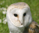 Wise Snowy Owl Wall Decal