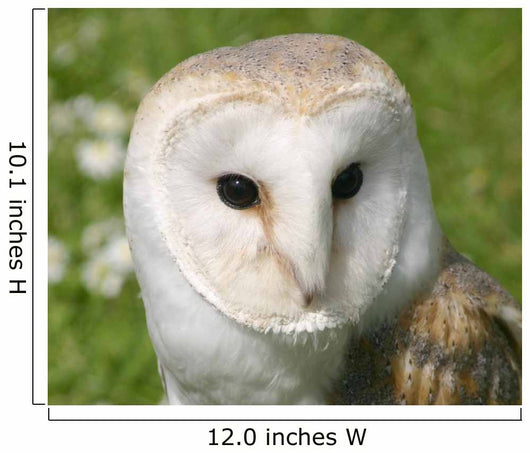 Wise Snowy Owl Wall Decal