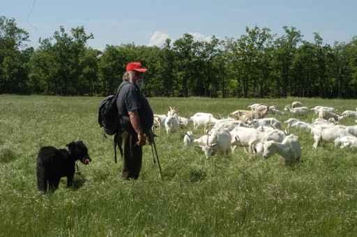 Hirte Der Provence Wall Decal