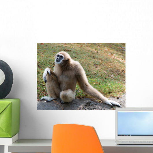 Lar Gibbon Wall Decal