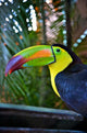 Colorful Toucan Bird Mexico Wall Decal