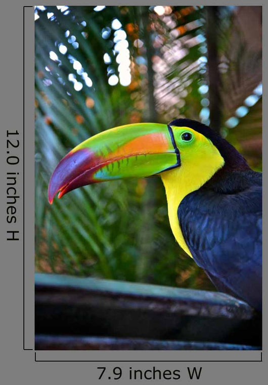 Colorful Toucan Bird Mexico Wall Decal