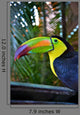 Colorful Toucan Bird Mexico Wall Decal