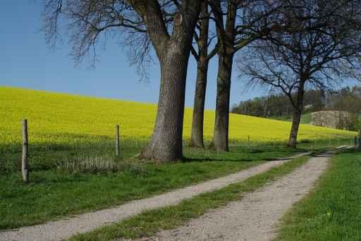 Rapeseed Field Wall Decal Design 2
