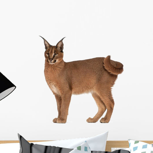 Caracal Caracal 6 Wall Decal Design 1