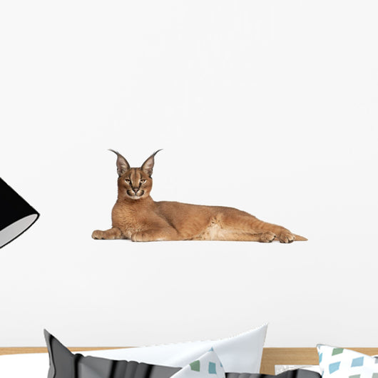 Caracal Caracal Caracal 6 Months Old Wall Decal