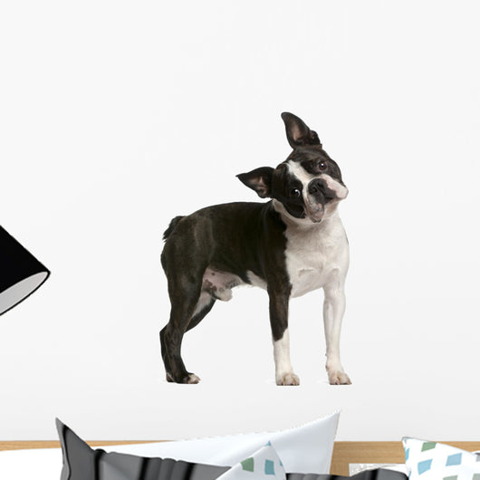 Boston Terrier 1 Year Wall Decal