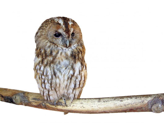 Perched Owl Wall Decal