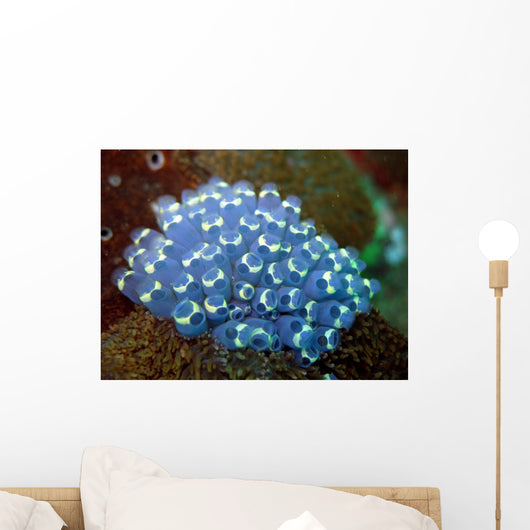 Sea Squirt Rhopalea Sp Wall Decal