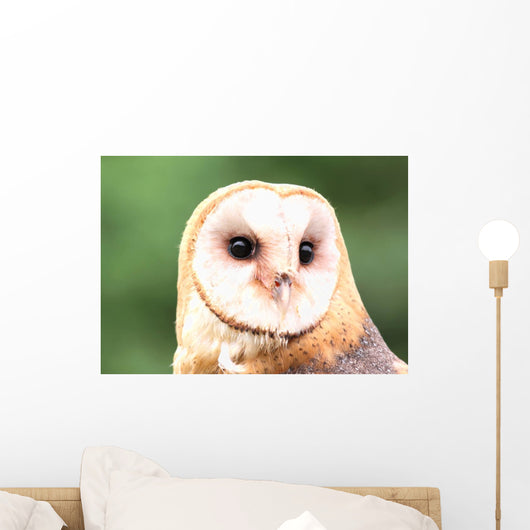 Barn Owl Close-up Wall Decal