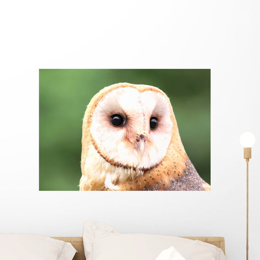 Barn Owl Close-up Wall Decal