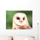 Barn Owl Close-up Wall Decal