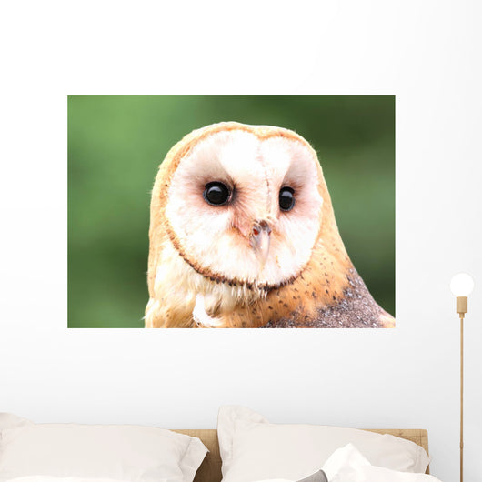 Barn Owl Close-up Wall Decal