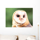 Barn Owl Close-up Wall Decal