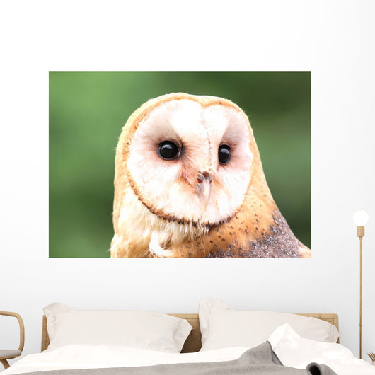 Barn Owl Close-up Wall Decal