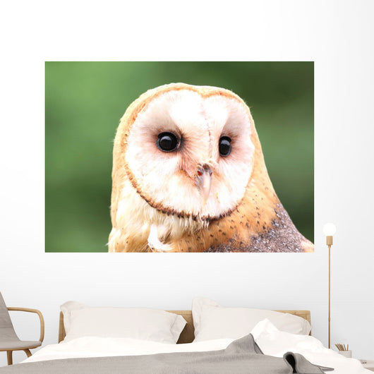Barn Owl Close-up Wall Decal