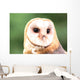 Barn Owl Close-up Wall Decal