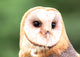 Barn Owl Close-up Wall Decal
