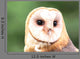 Barn Owl Close-up Wall Decal