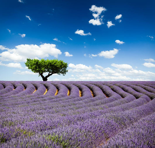 Provence France Lavender Wall Decal Design 1