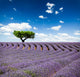 Provence France Lavender Wall Decal Design 1