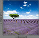 Provence France Lavender Wall Decal Design 1
