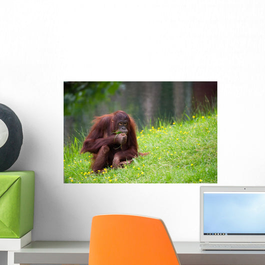 Cute Orangutan Wall Decal