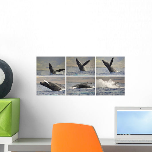 Whale Photo Sequence Wall Decal
