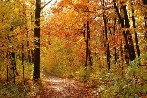 Fall Wall Decal