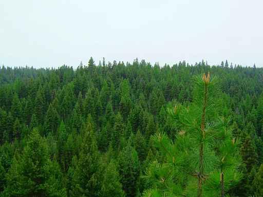 Forest Tree Tops Landscape Wall Decal