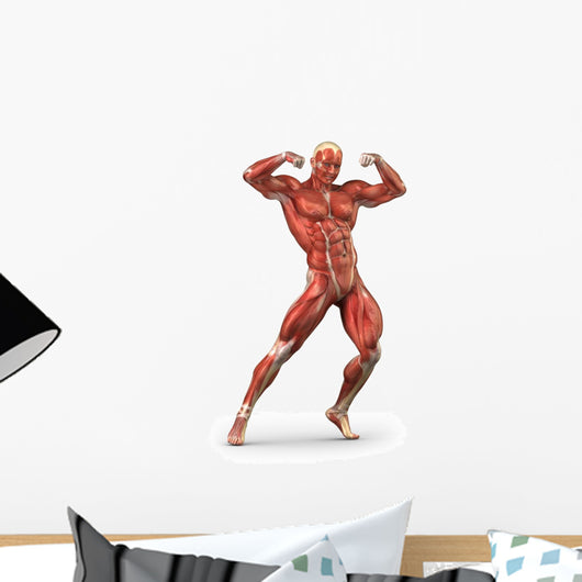 Man Muscular System Anterior